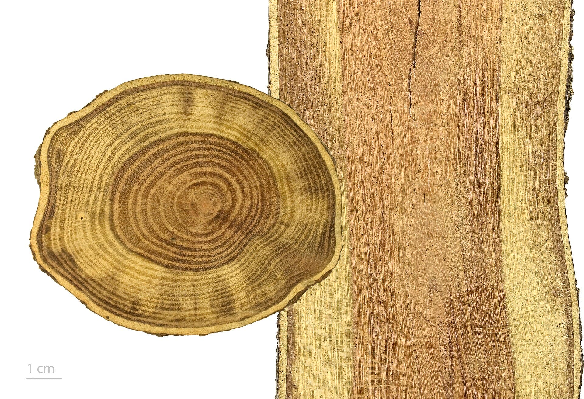 Honey locust grain