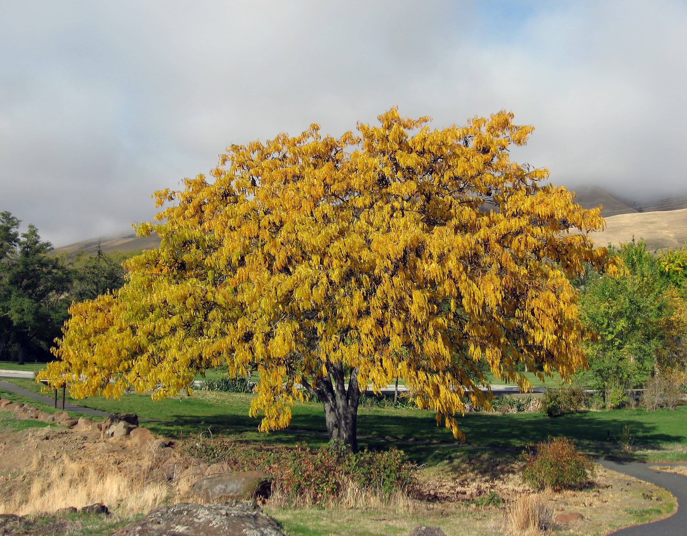 Honey locust tree