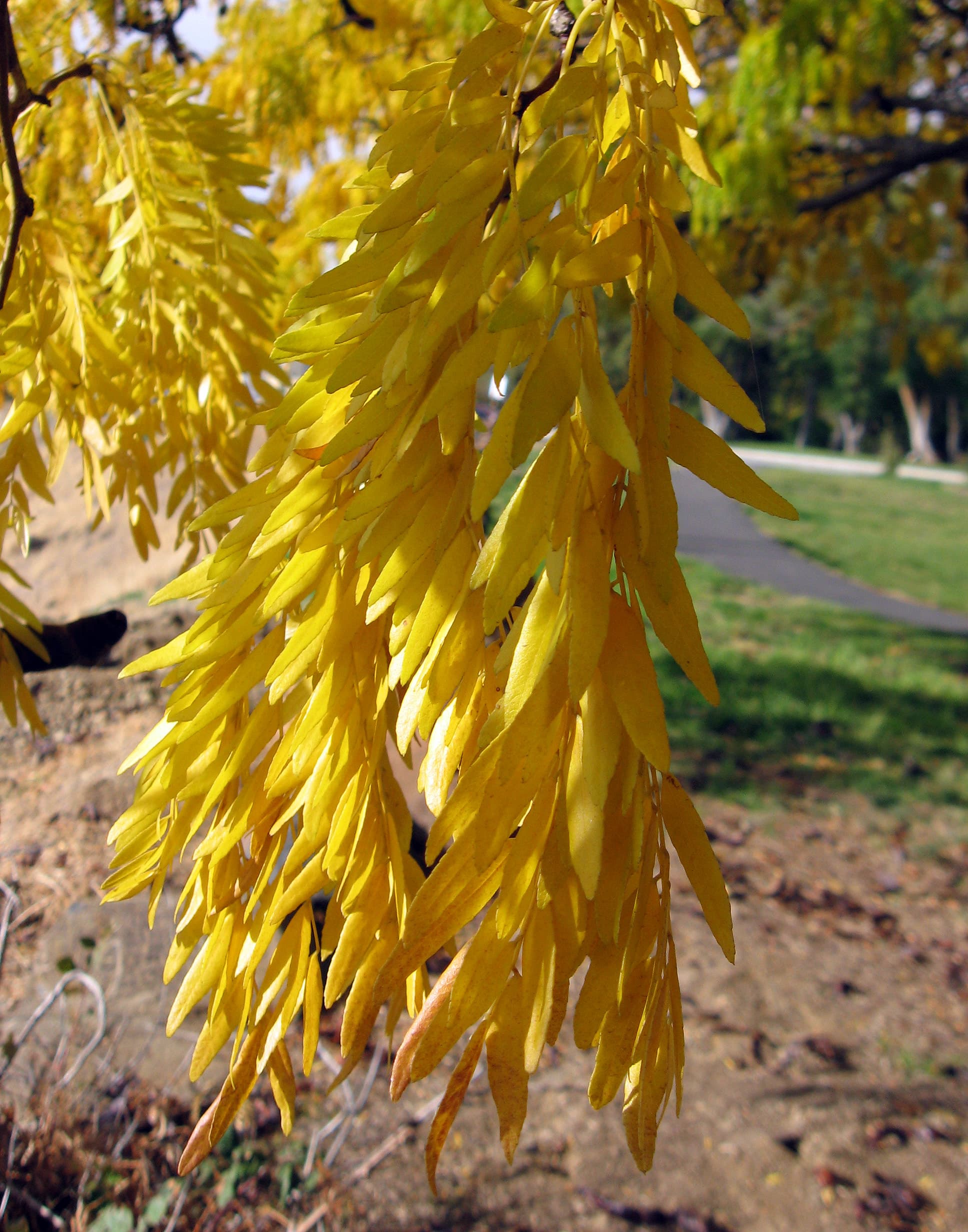 Honey locust: Leaf