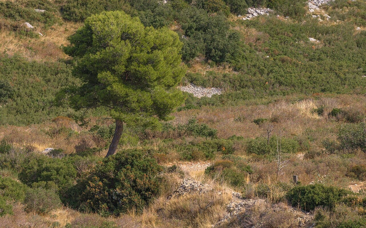 Aleppo Pine tree