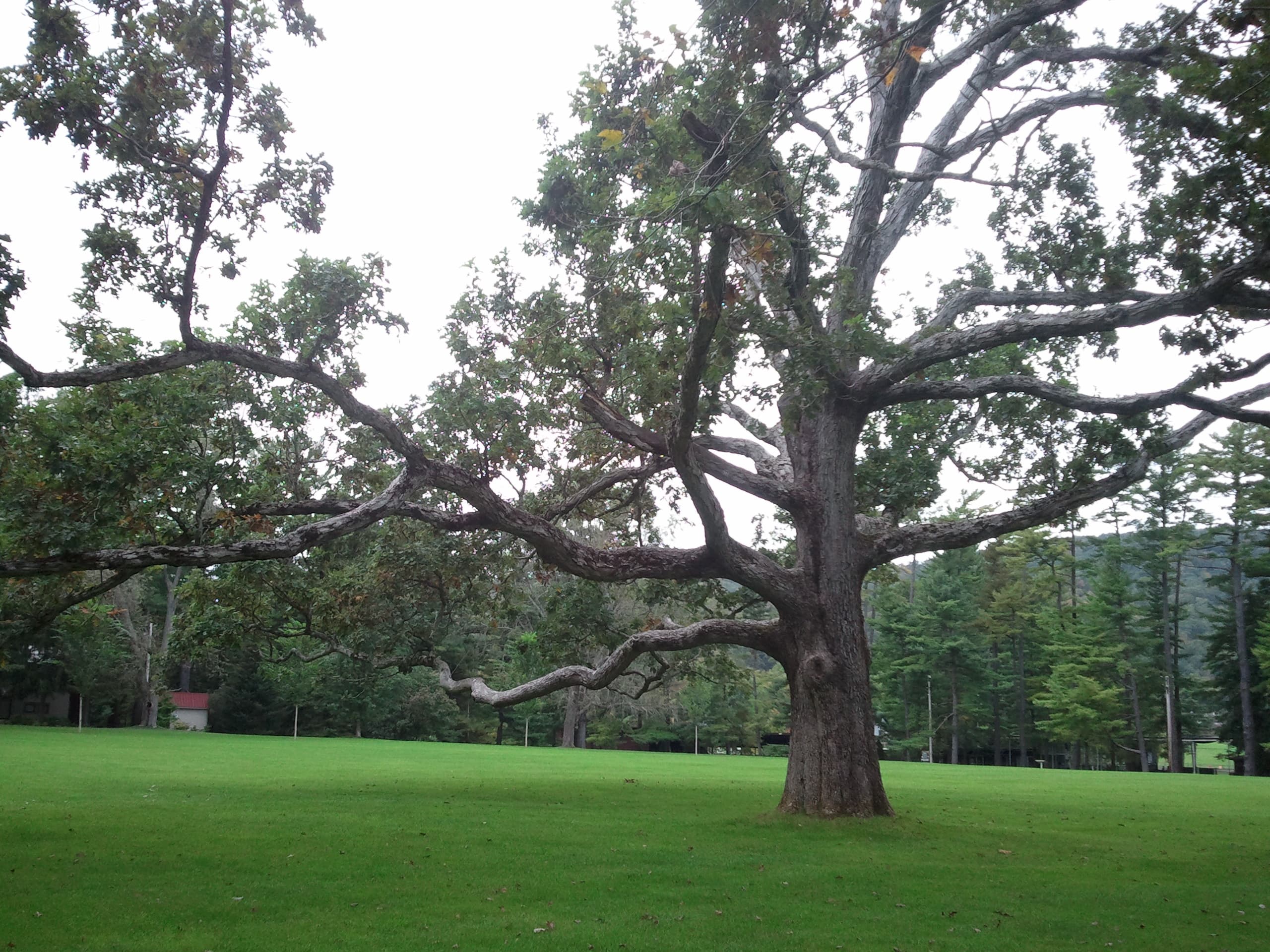 White Oak tree