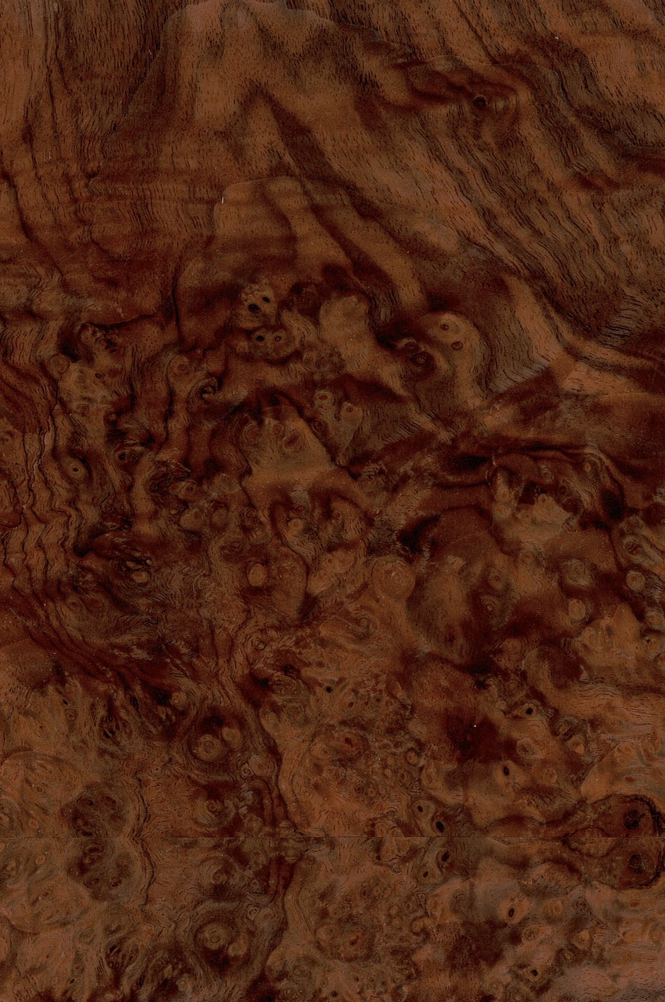 Black Walnut grain