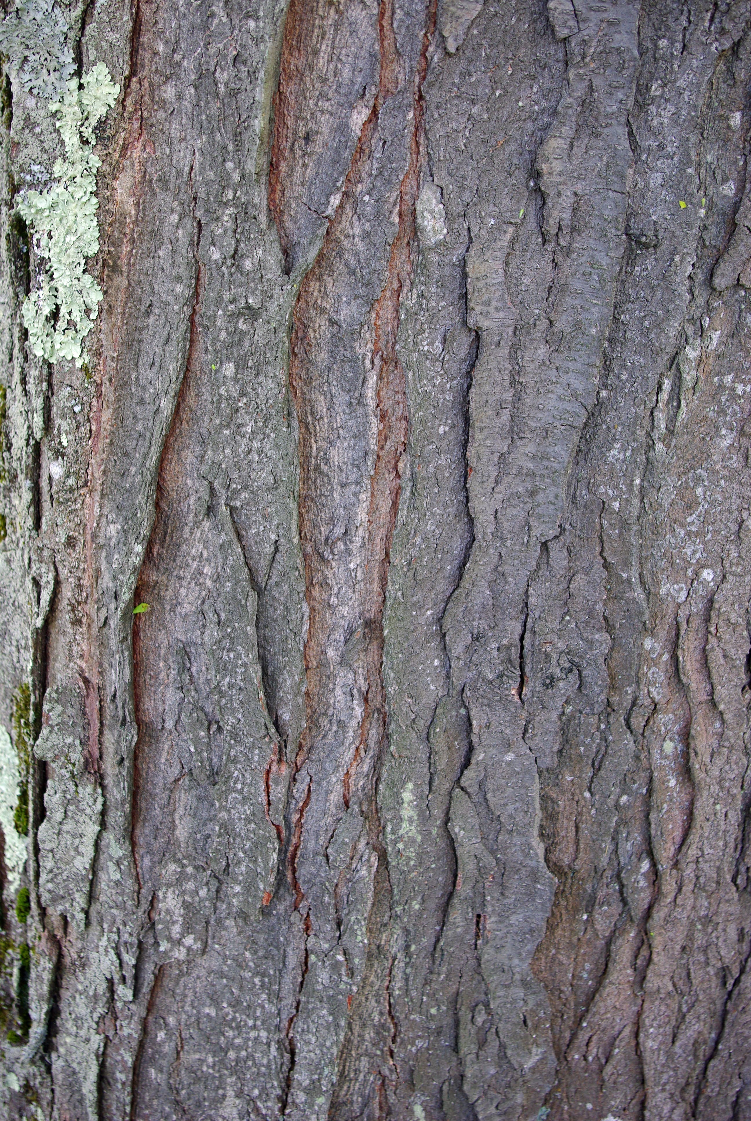 Honey locust: Bark