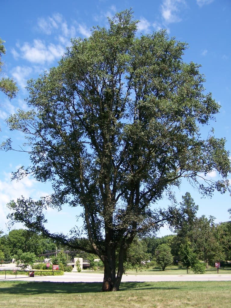English Elm tree