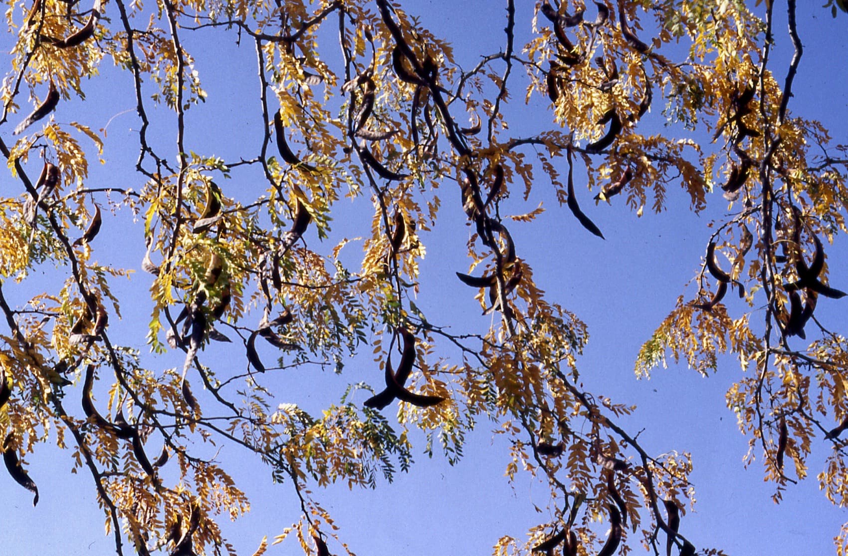 Honey locust: Fruit / seed