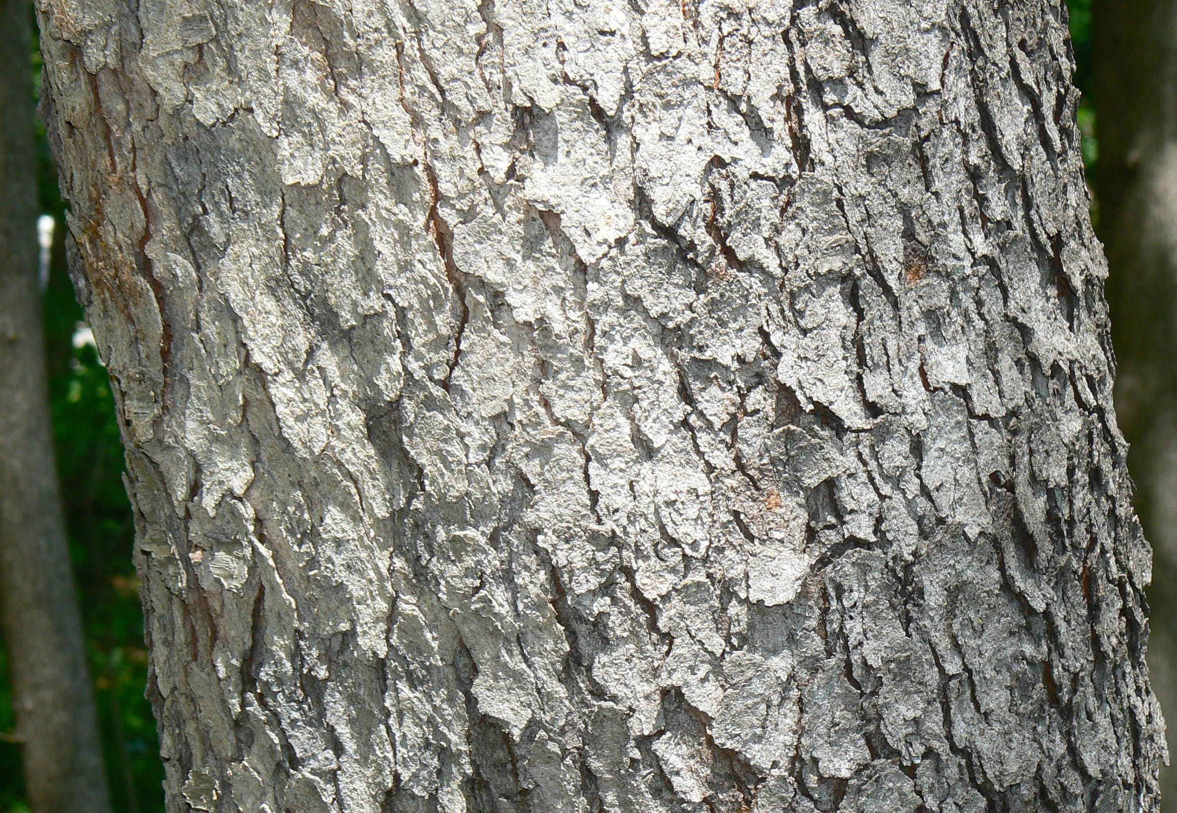 Black Cherry: Corteza