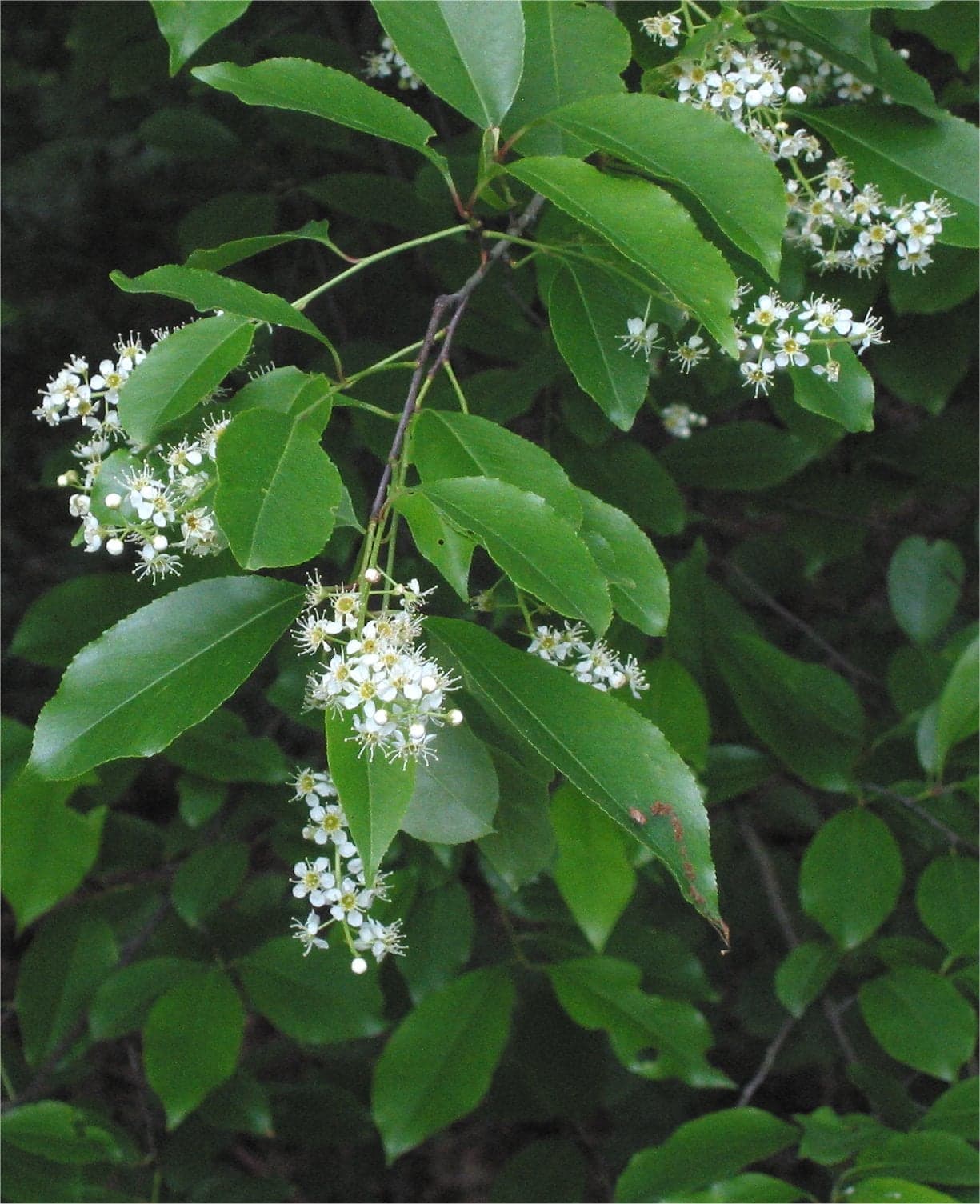 Δέντρο Black Cherry