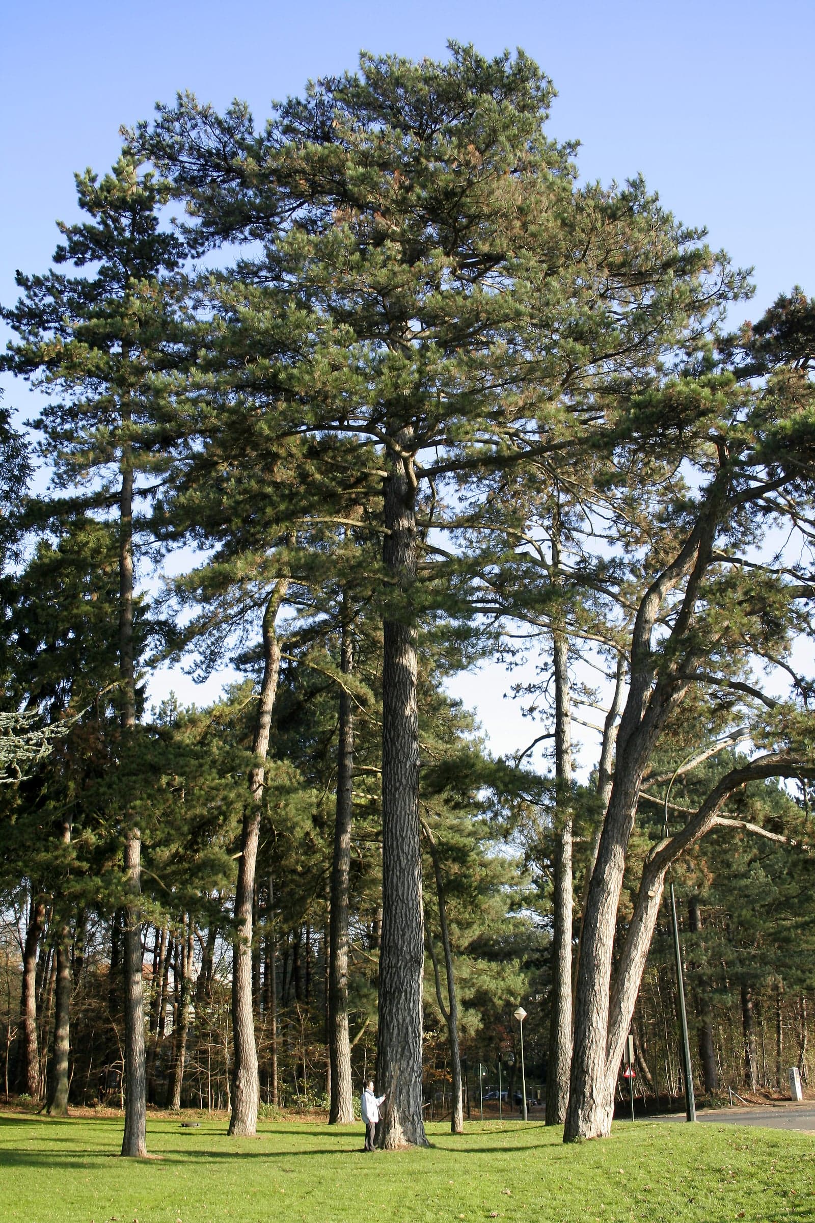 Δέντρο Black Pine