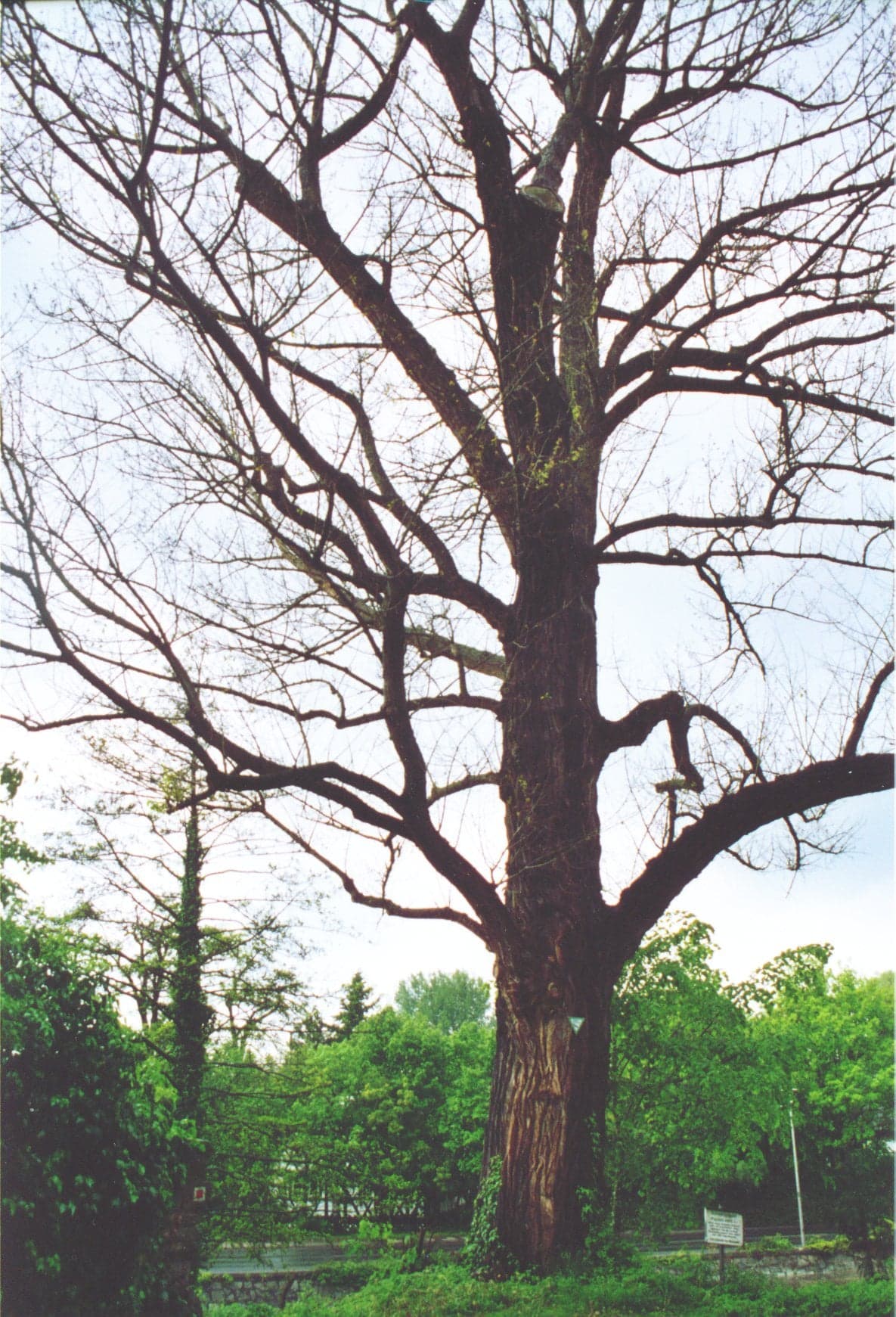Δέντρο Black Poplar