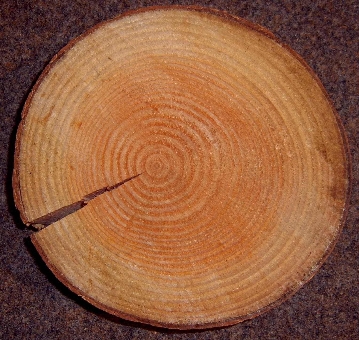 Νερά Douglas Fir