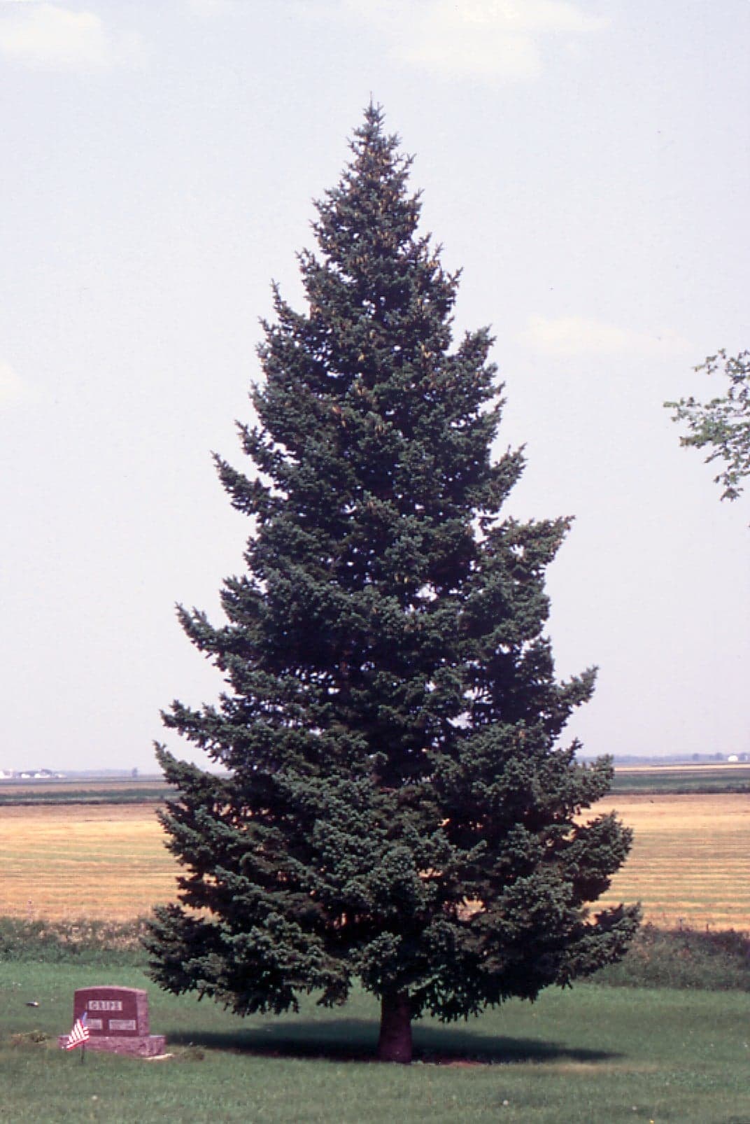 Δέντρο Douglas Fir