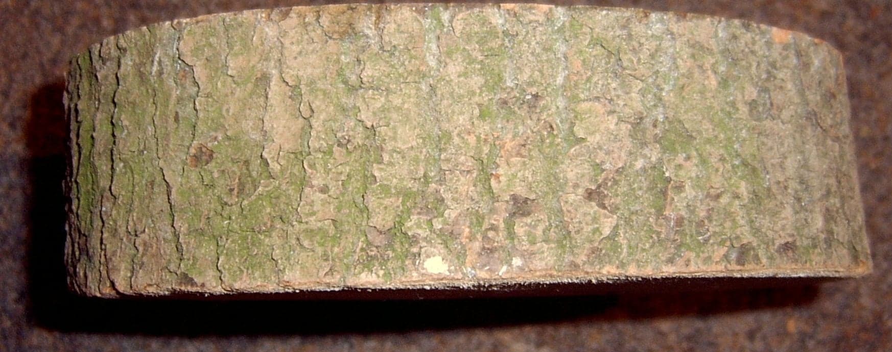 European Ash: Φλοιός