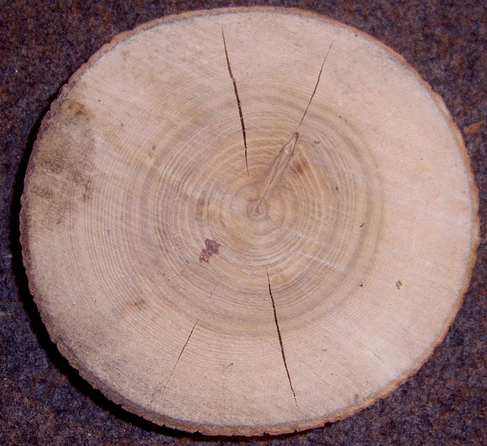 Νερά European Ash