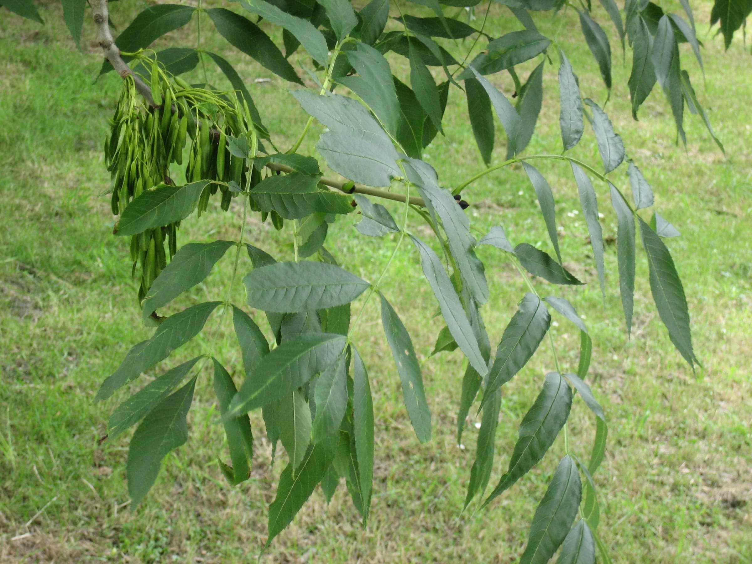 Δέντρο European Ash