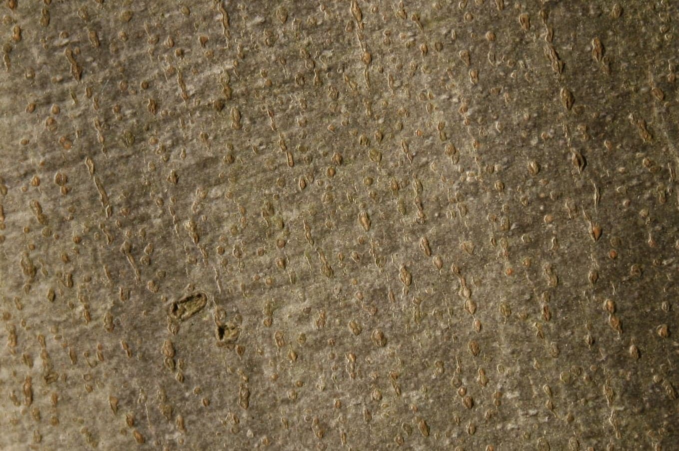 European Beech: Træbark