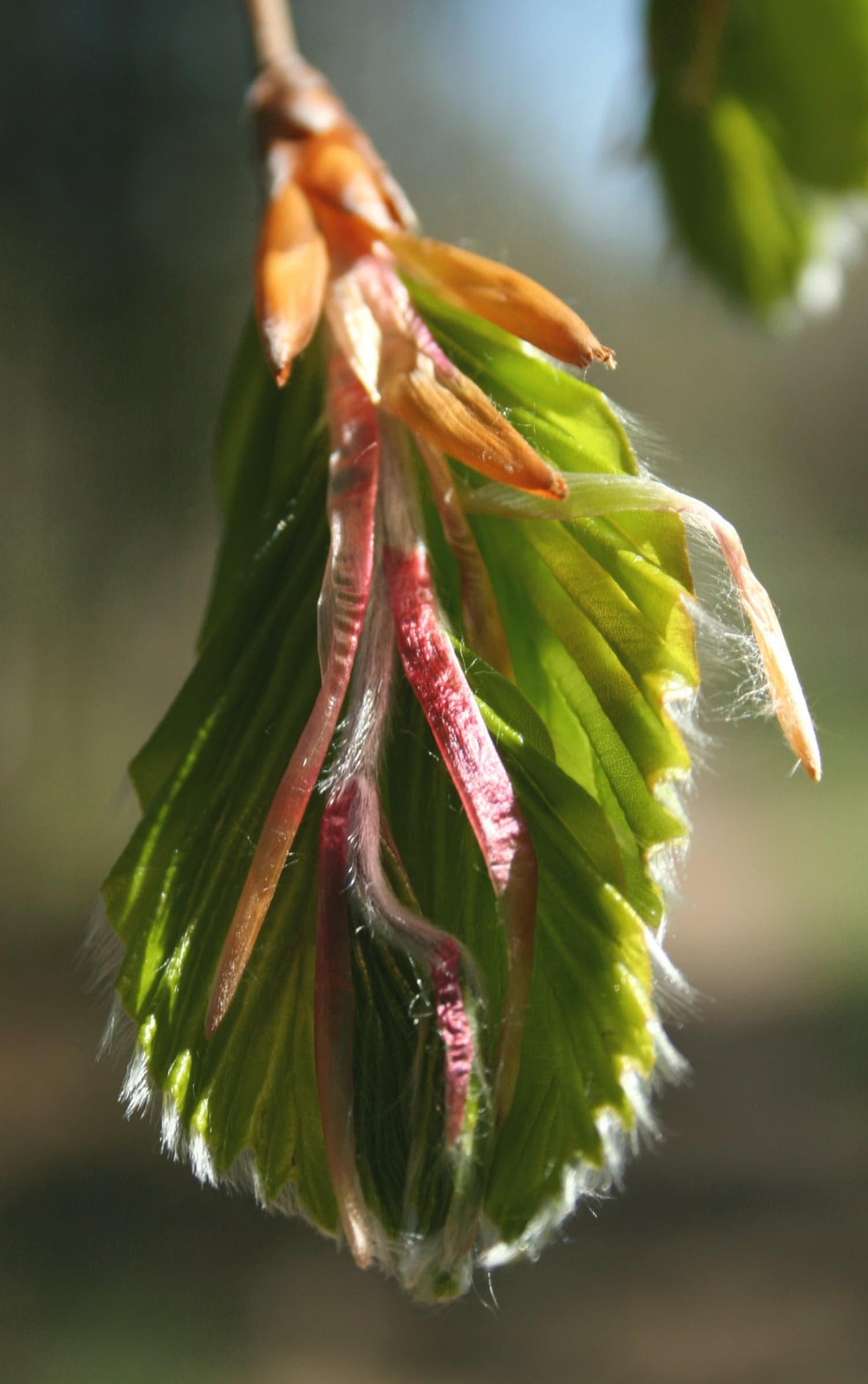 European Beech: Blad