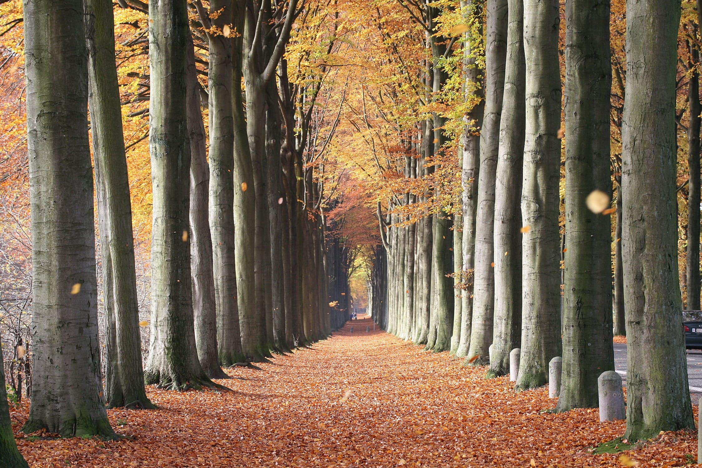 European Beech-træ