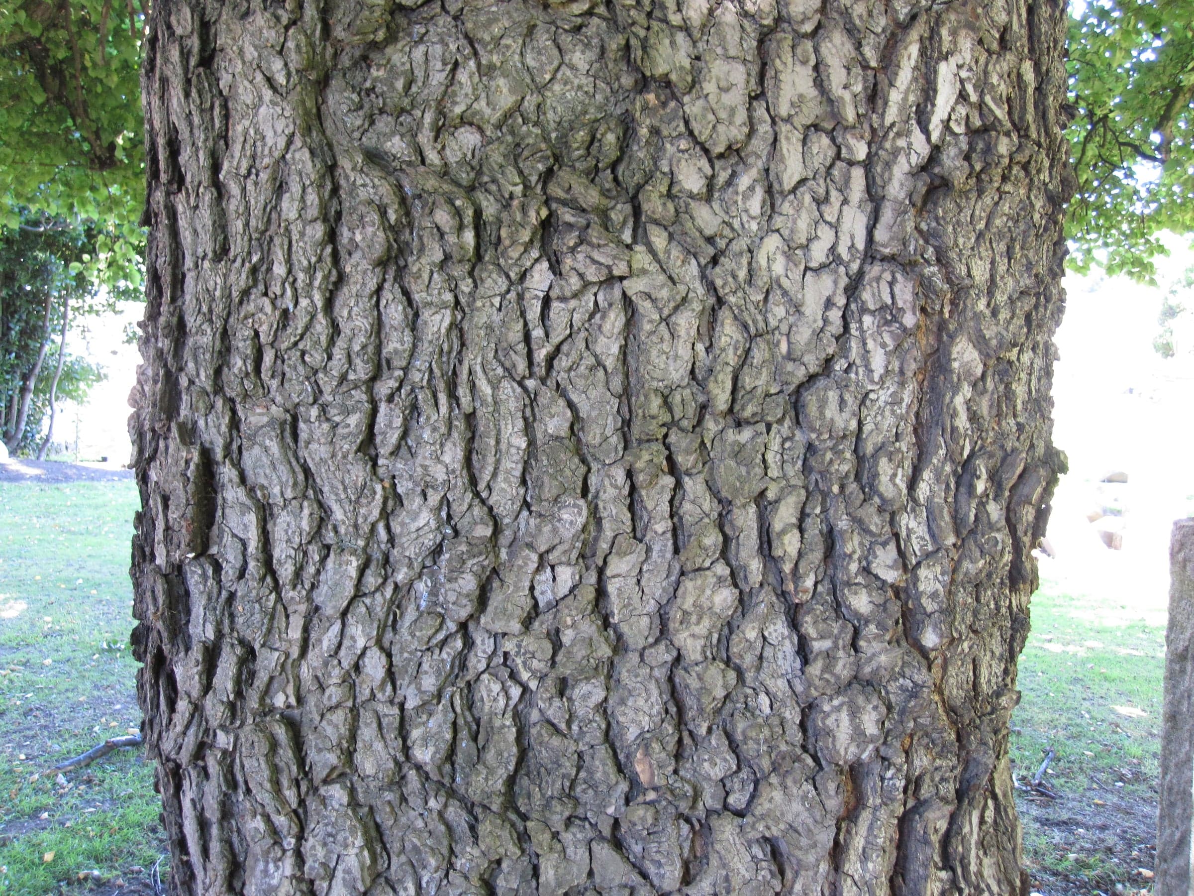English Elm: Écorce