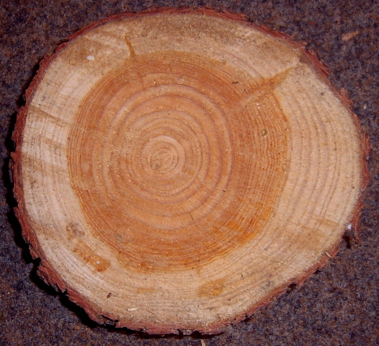 Νερά European Larch