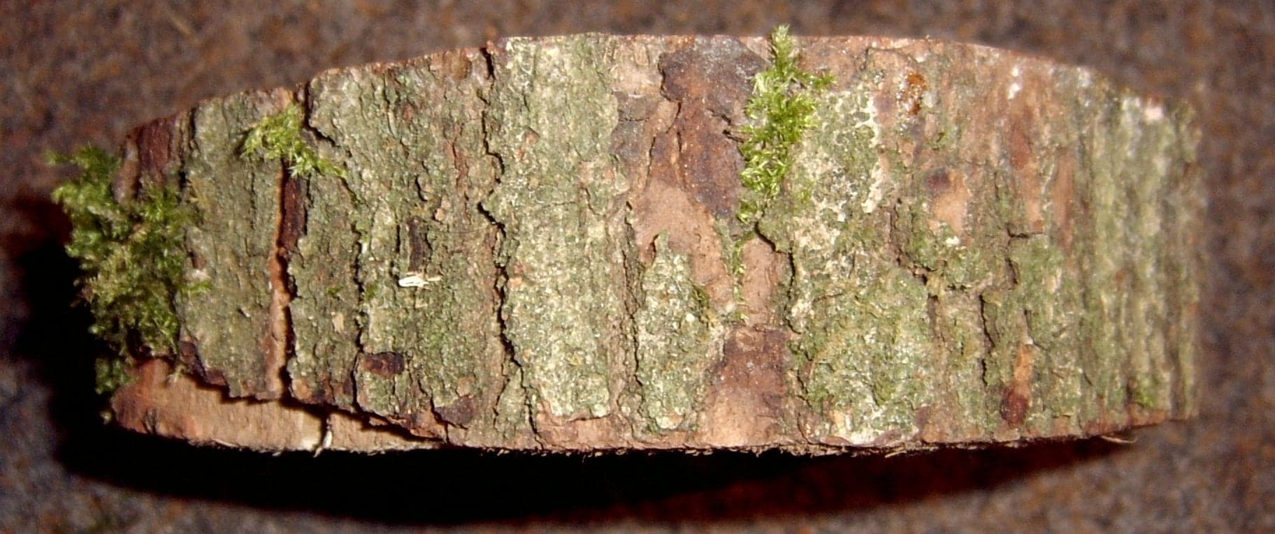 European Oak: Træbark