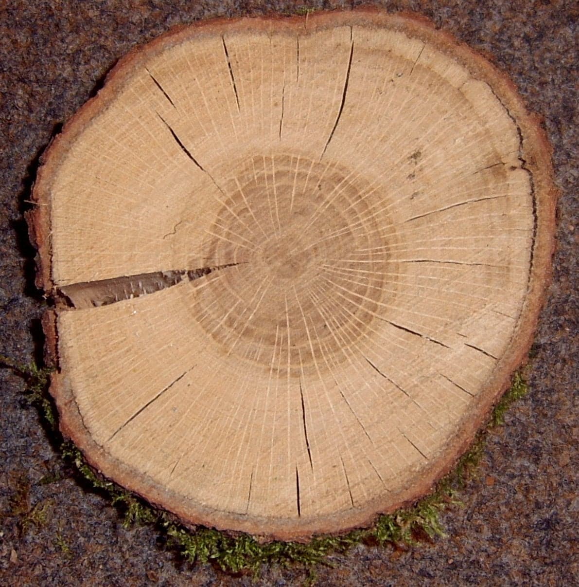 Νερά European Oak