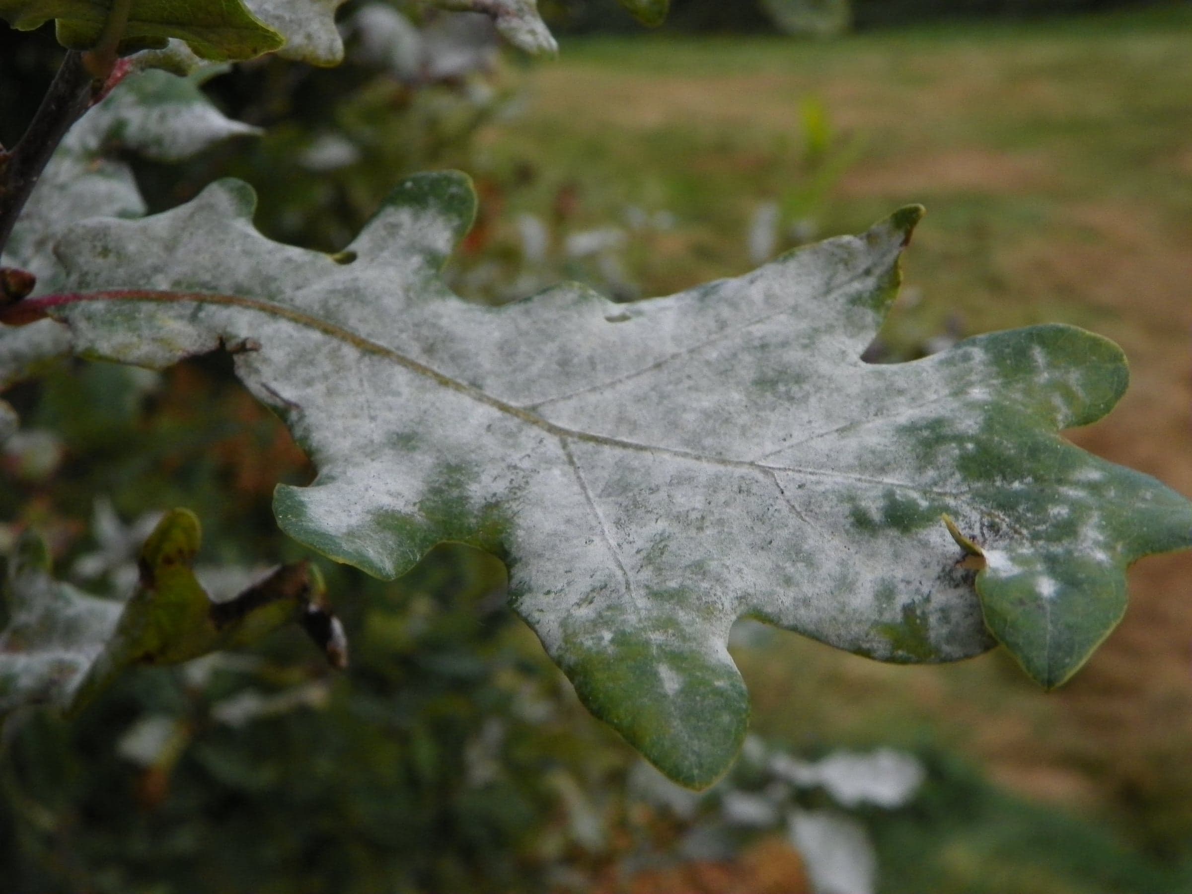 European Oak: Blad