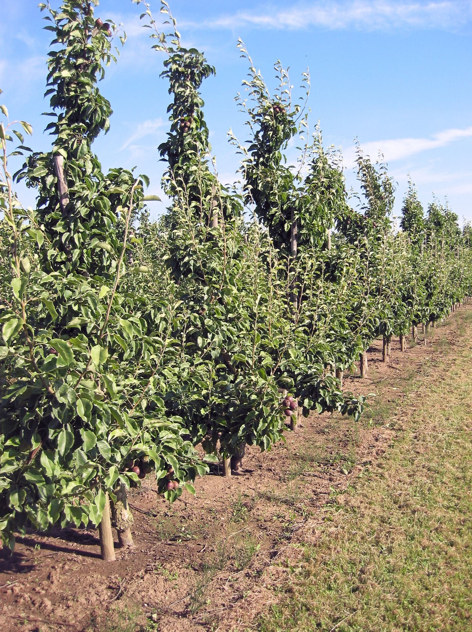 Δέντρο European Pear