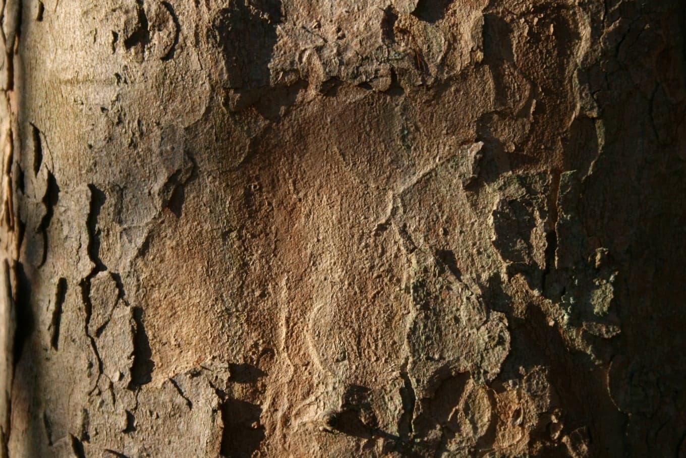 Sycamore Maple: Træbark