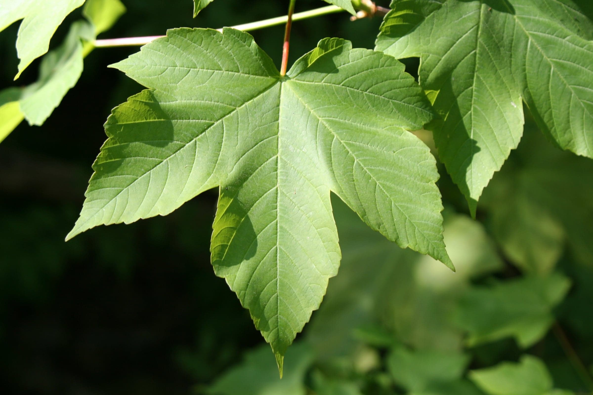Sycamore Maple: Blad