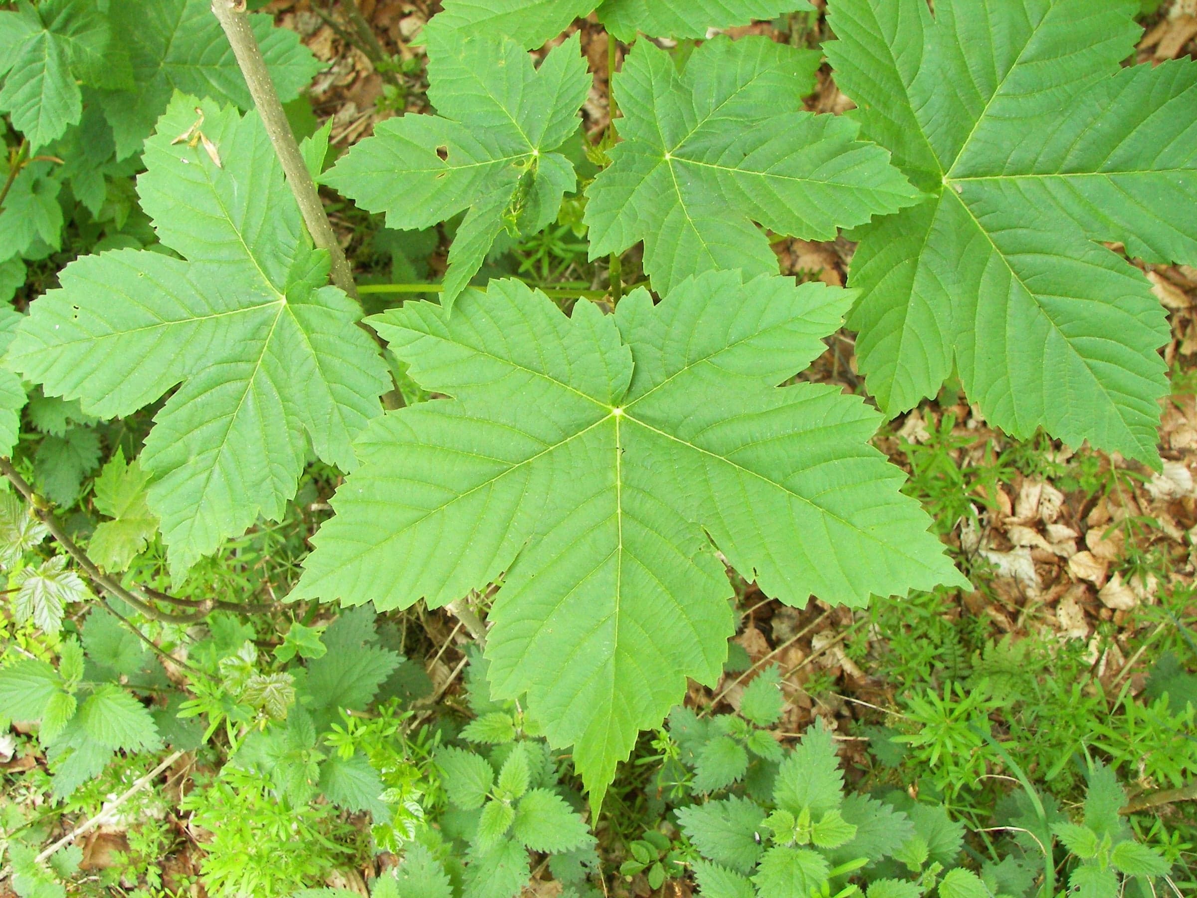 Sycamore Maple-træ