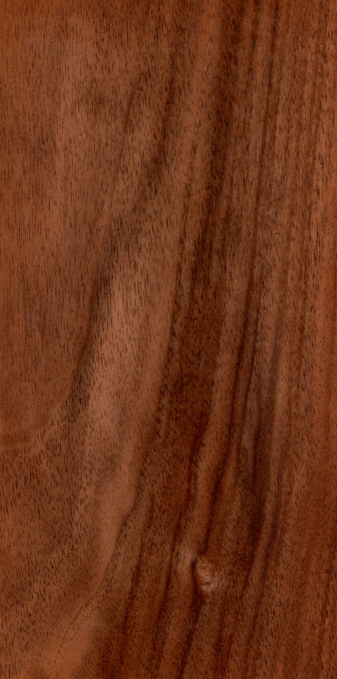 Νερά European Walnut