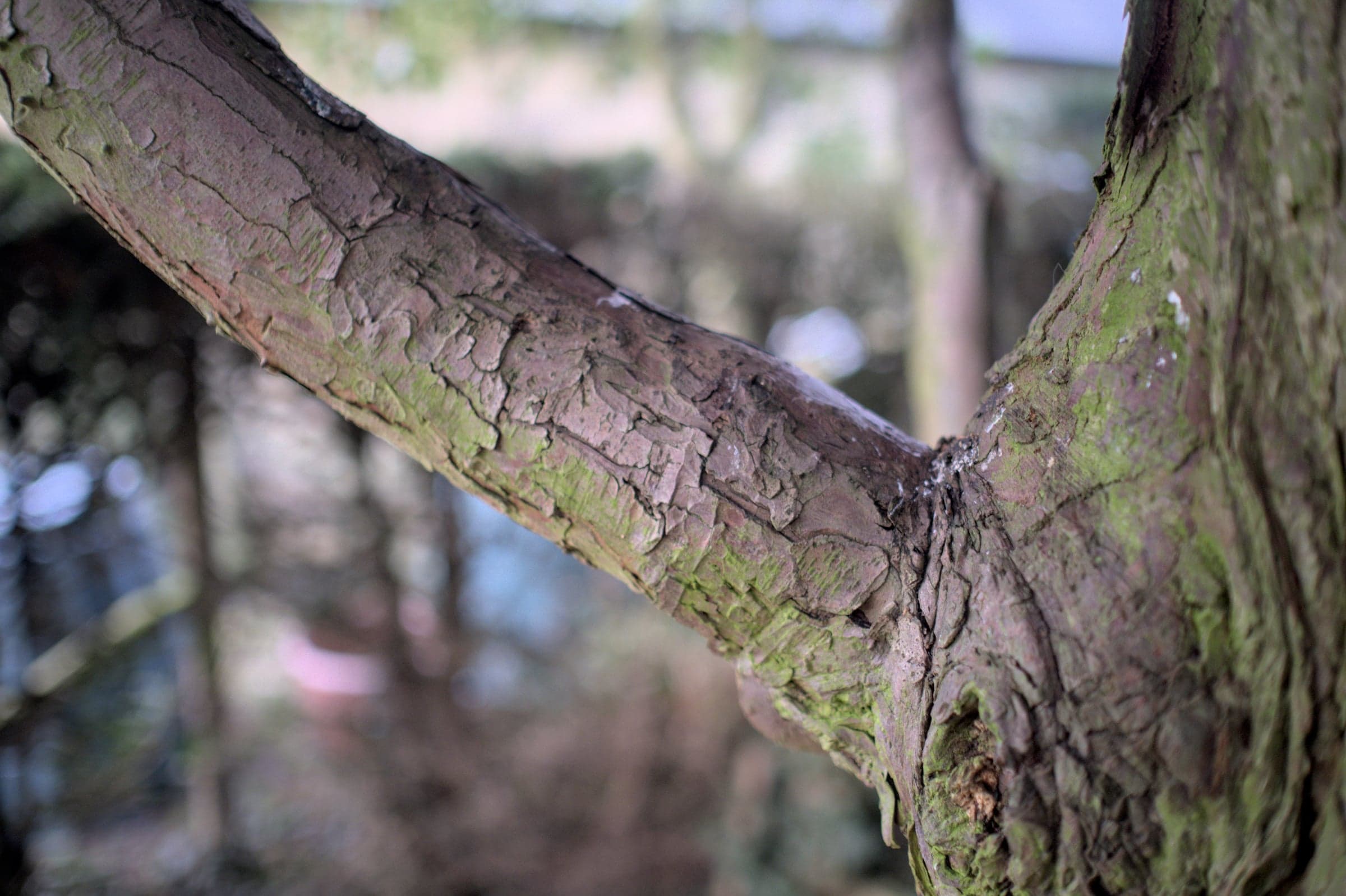 European Yew: Træbark