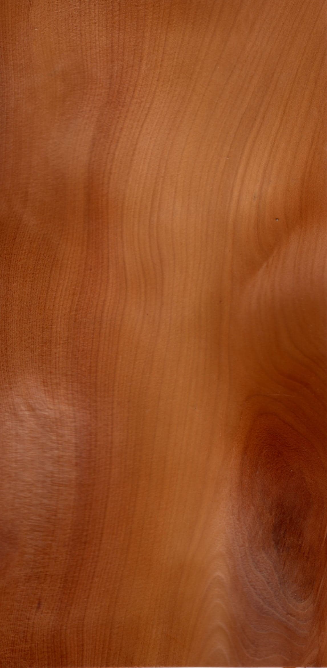 Νερά European Yew