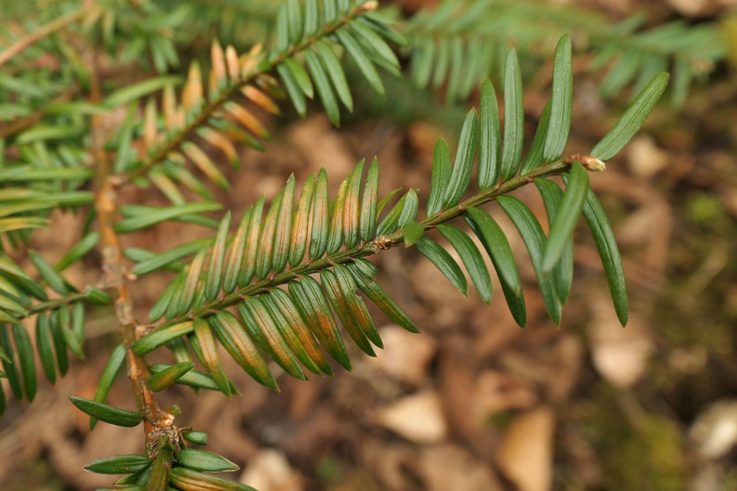 European Yew: Blad