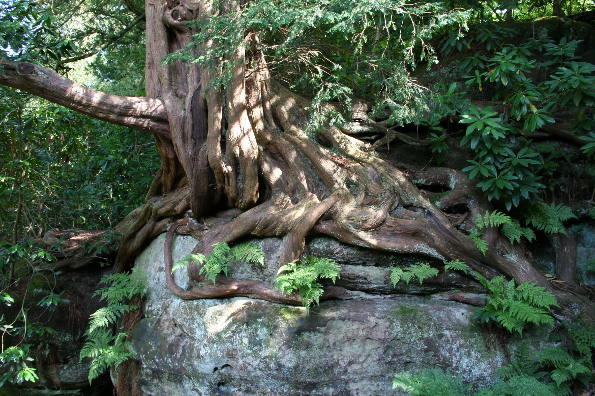 European Yew-træ