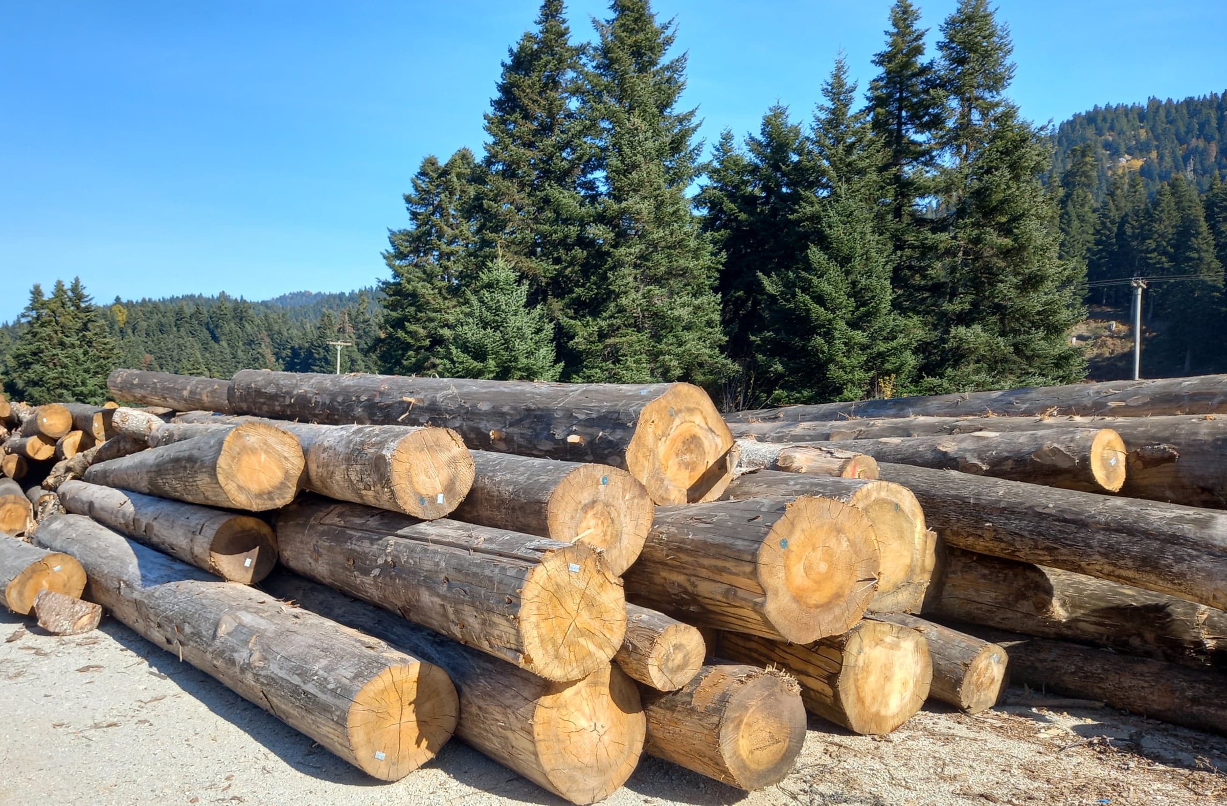 Νερά Greek Fir