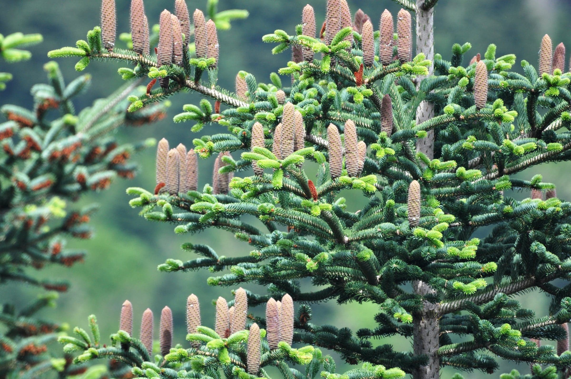 Greek Fir-puu