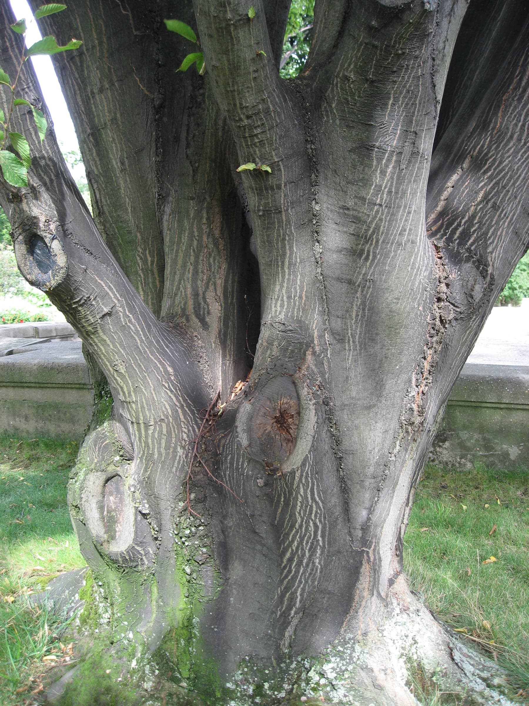 Hornbeam: Écorce