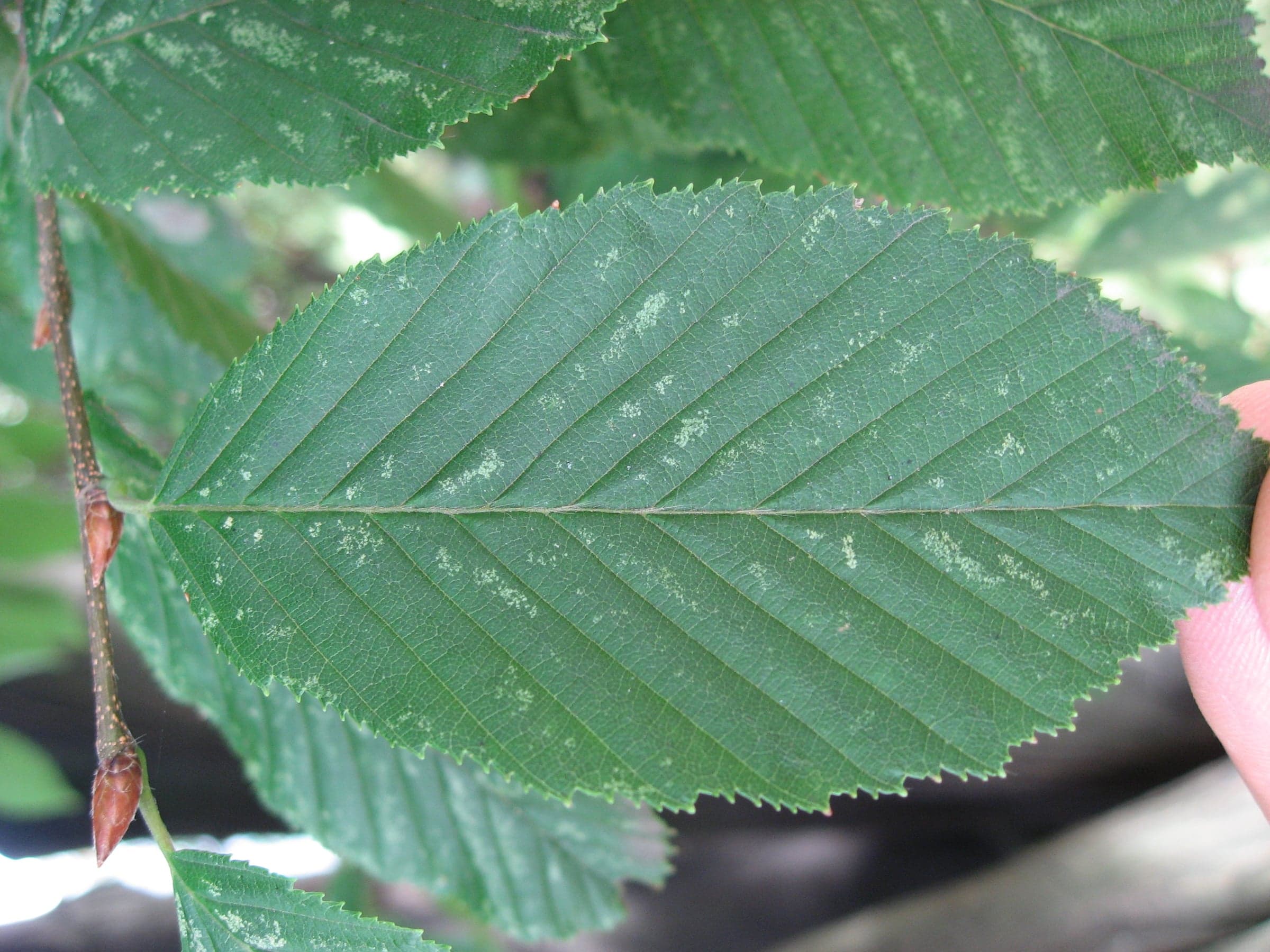 Hornbeam: Feuille