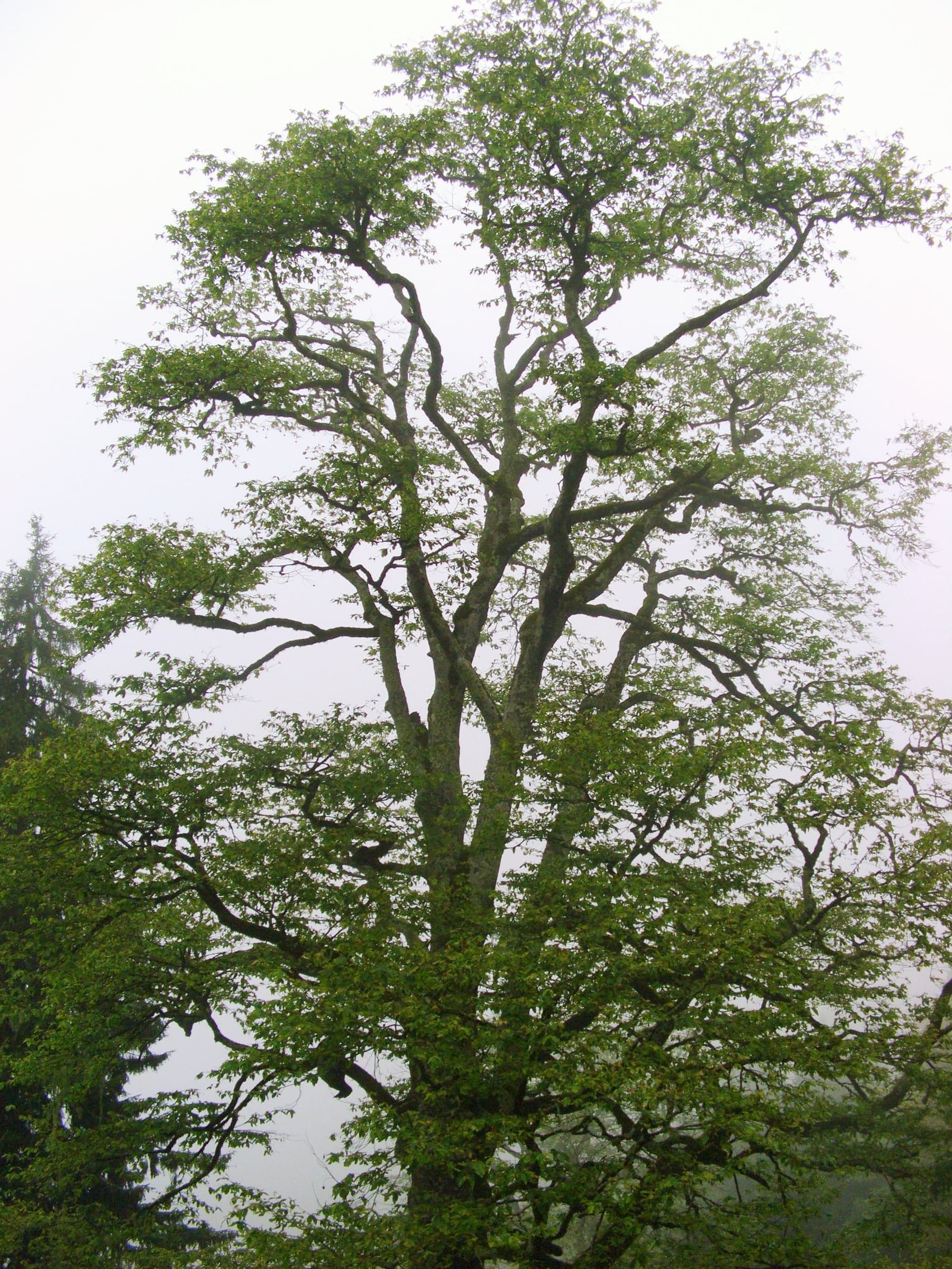Arbre Hornbeam