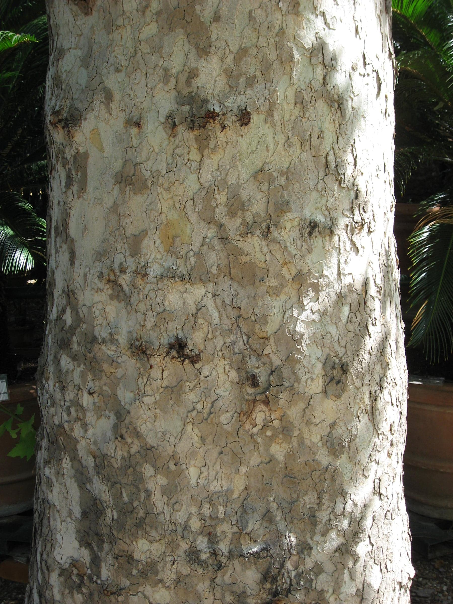 London Plane: Φλοιός