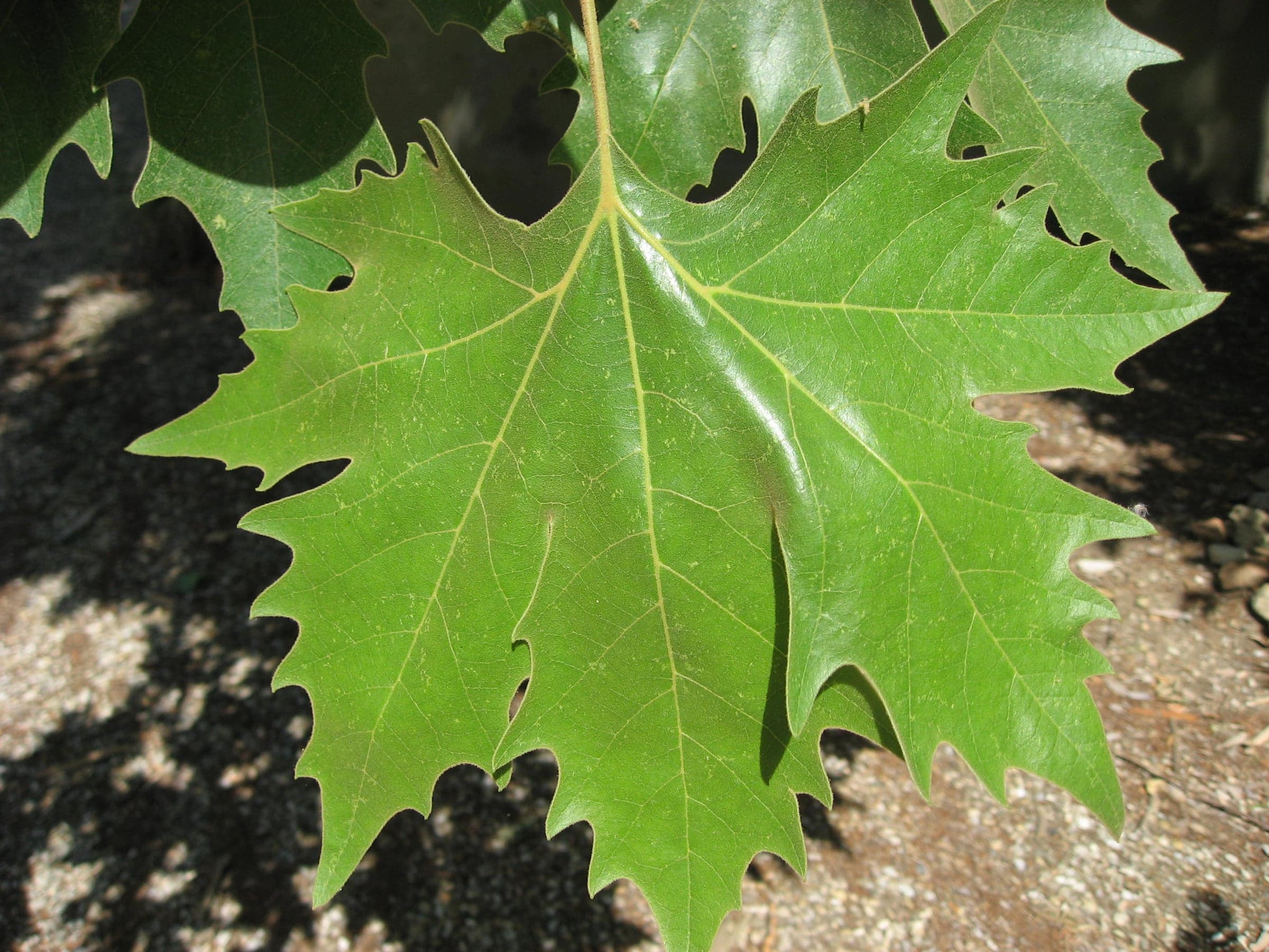 London Plane: Φύλλο