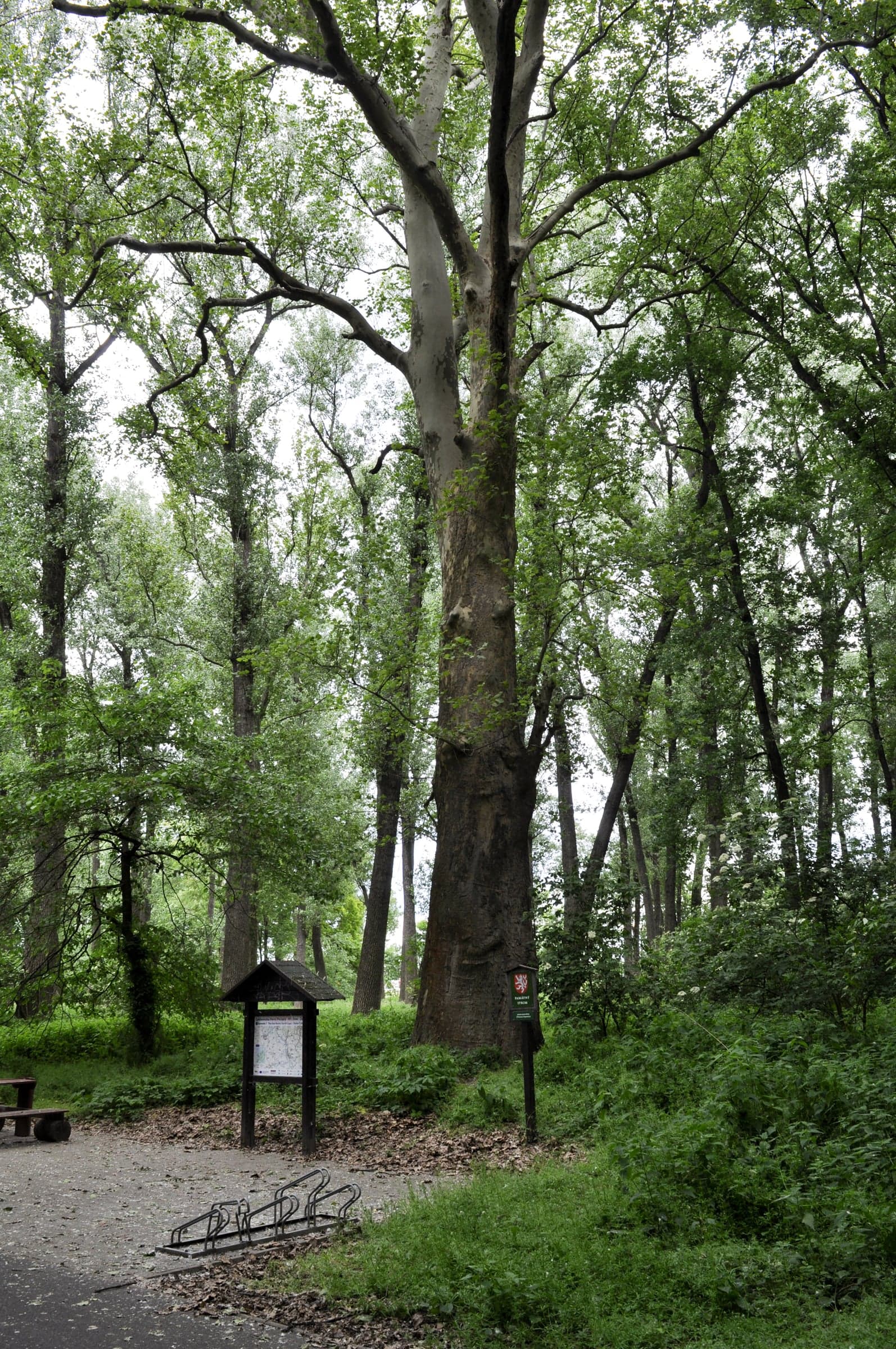Δέντρο London Plane
