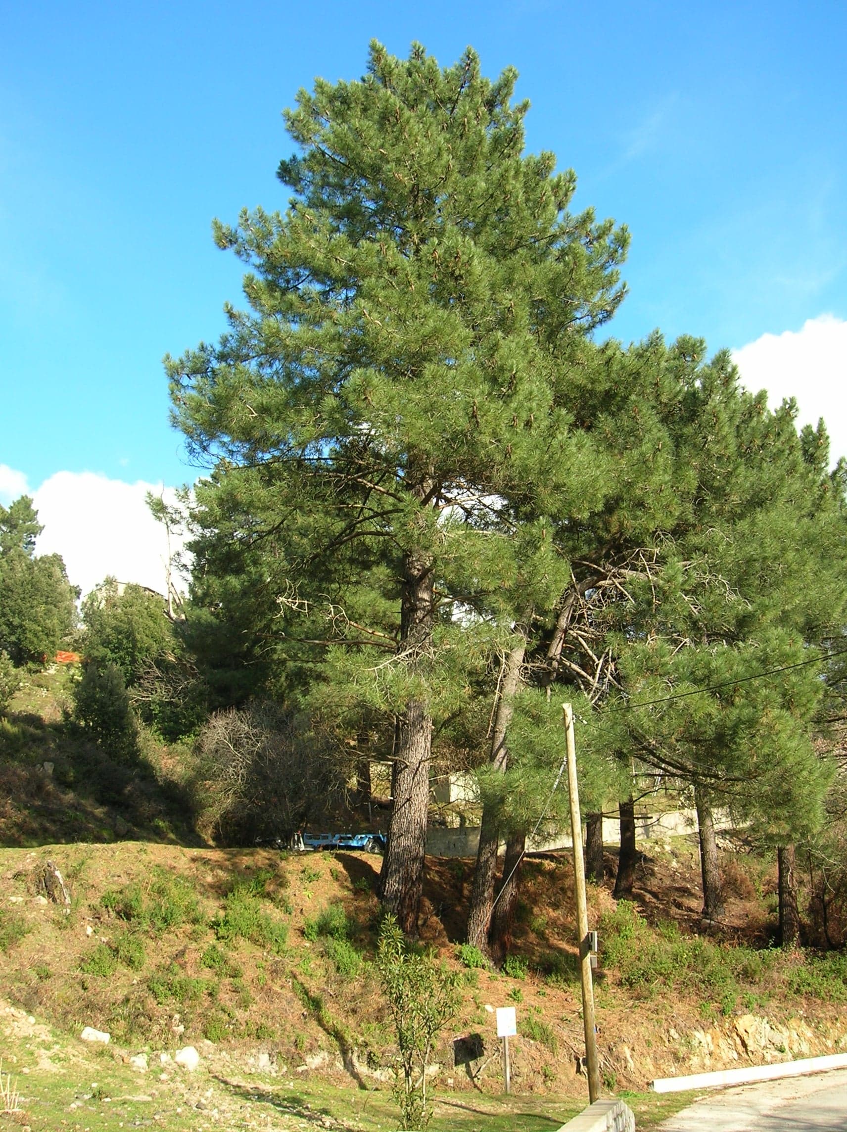 Δέντρο Maritime Pine