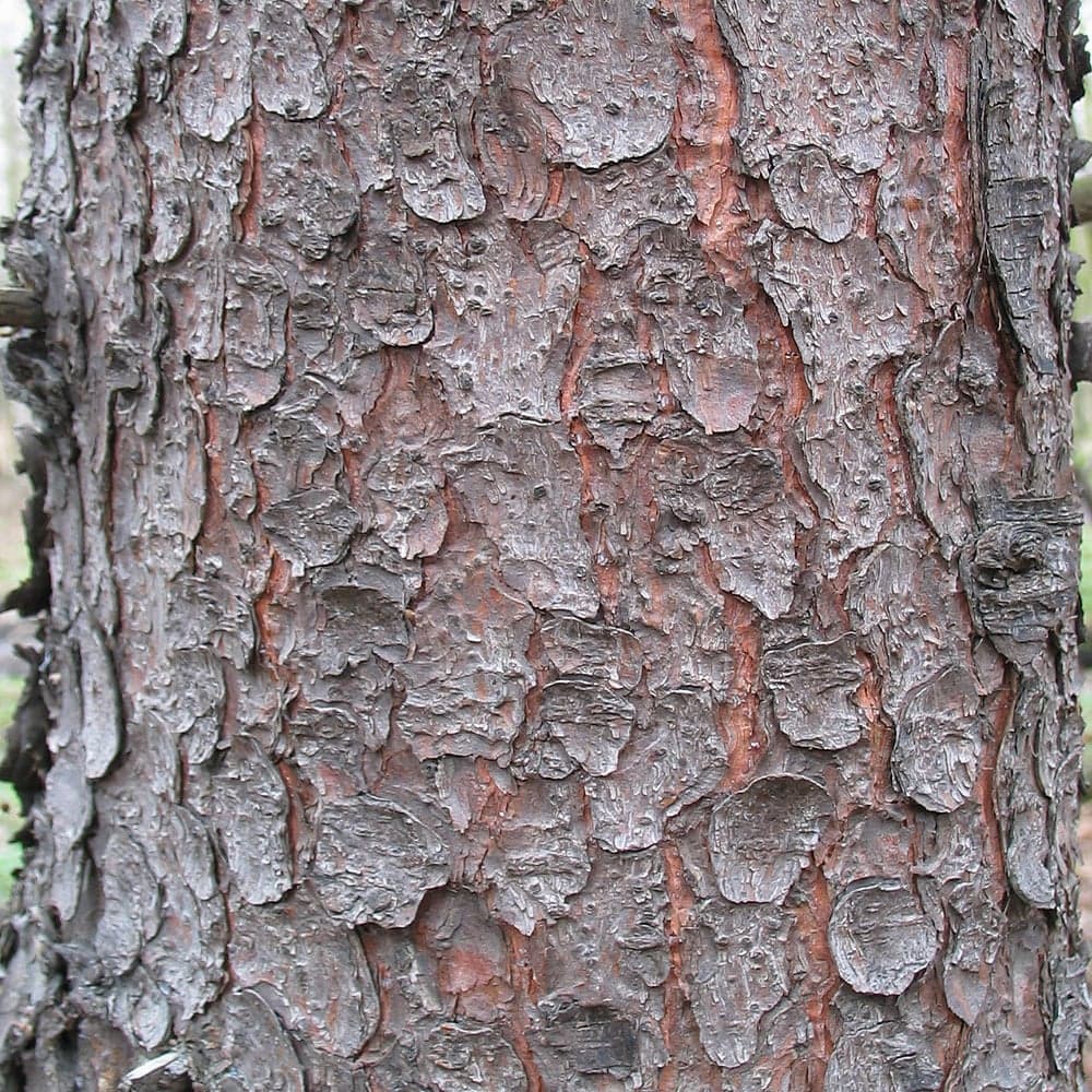 Norway Spruce: Φλοιός