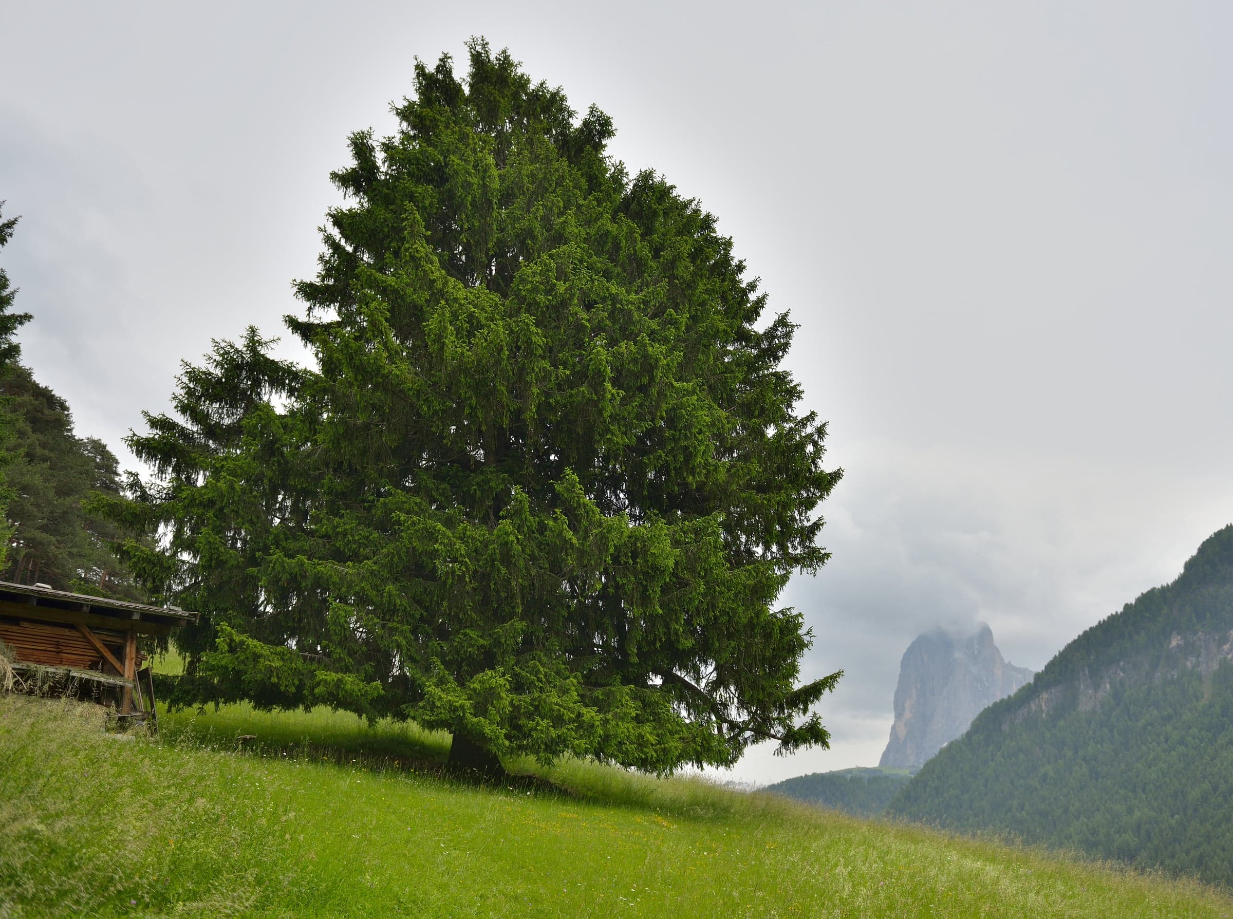 Δέντρο Norway Spruce