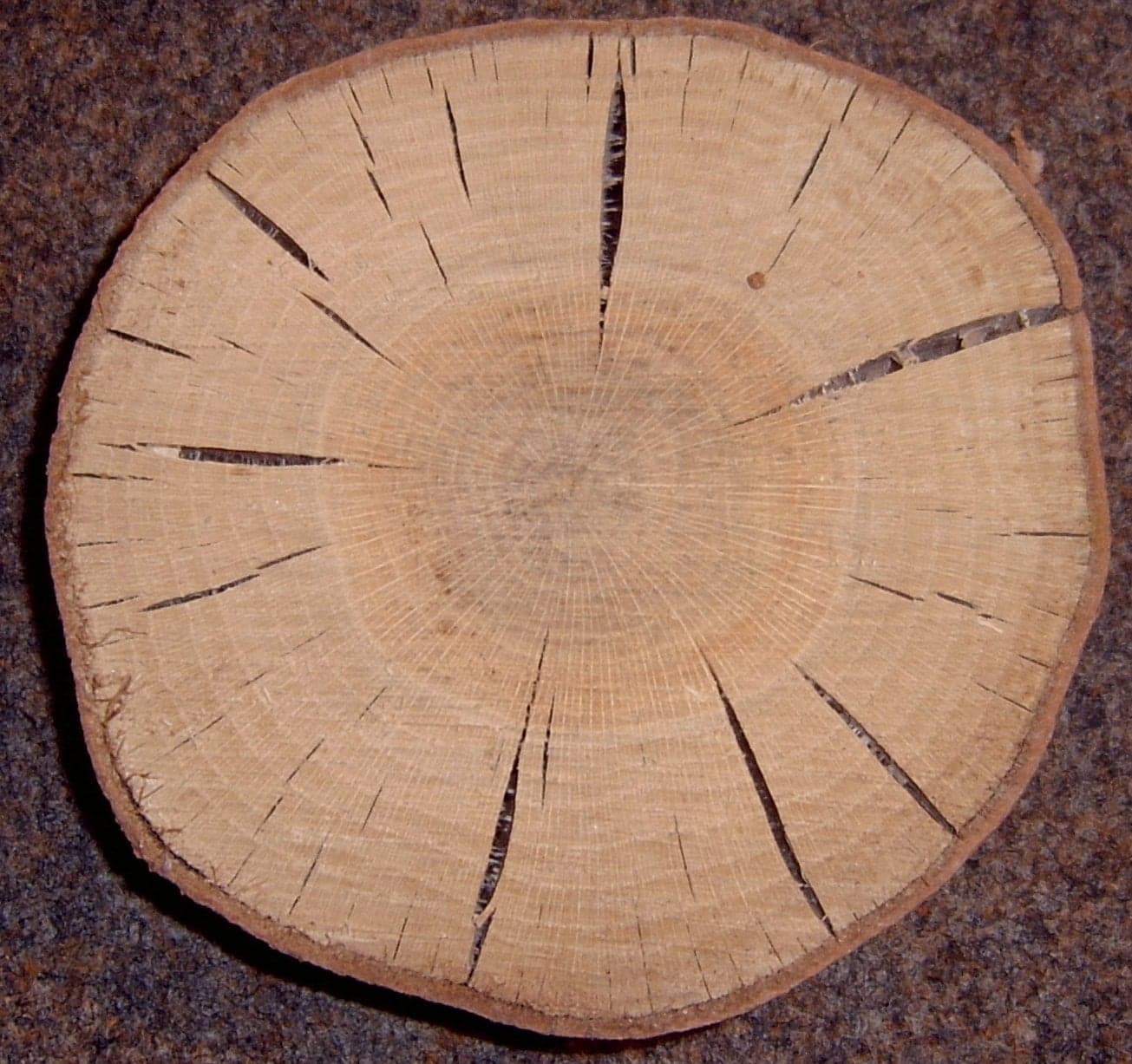 Νερά Red Oak