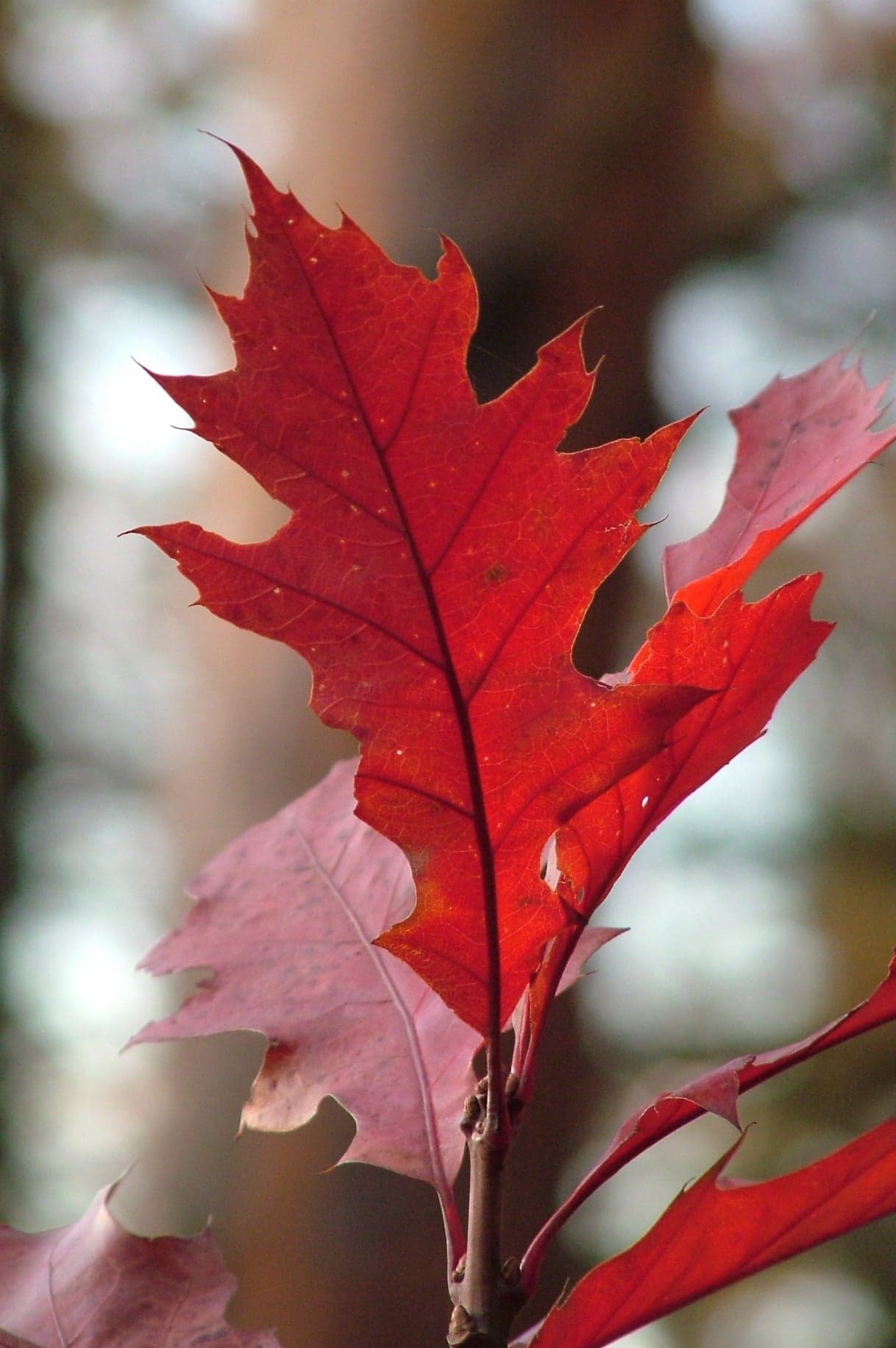 Red Oak: Blad