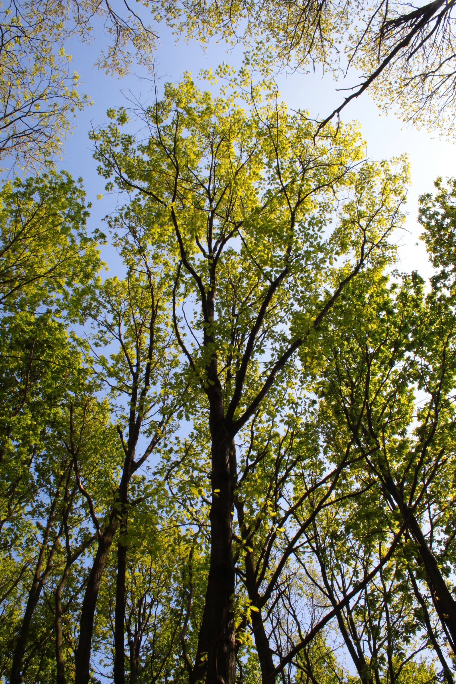 Red Oak-træ