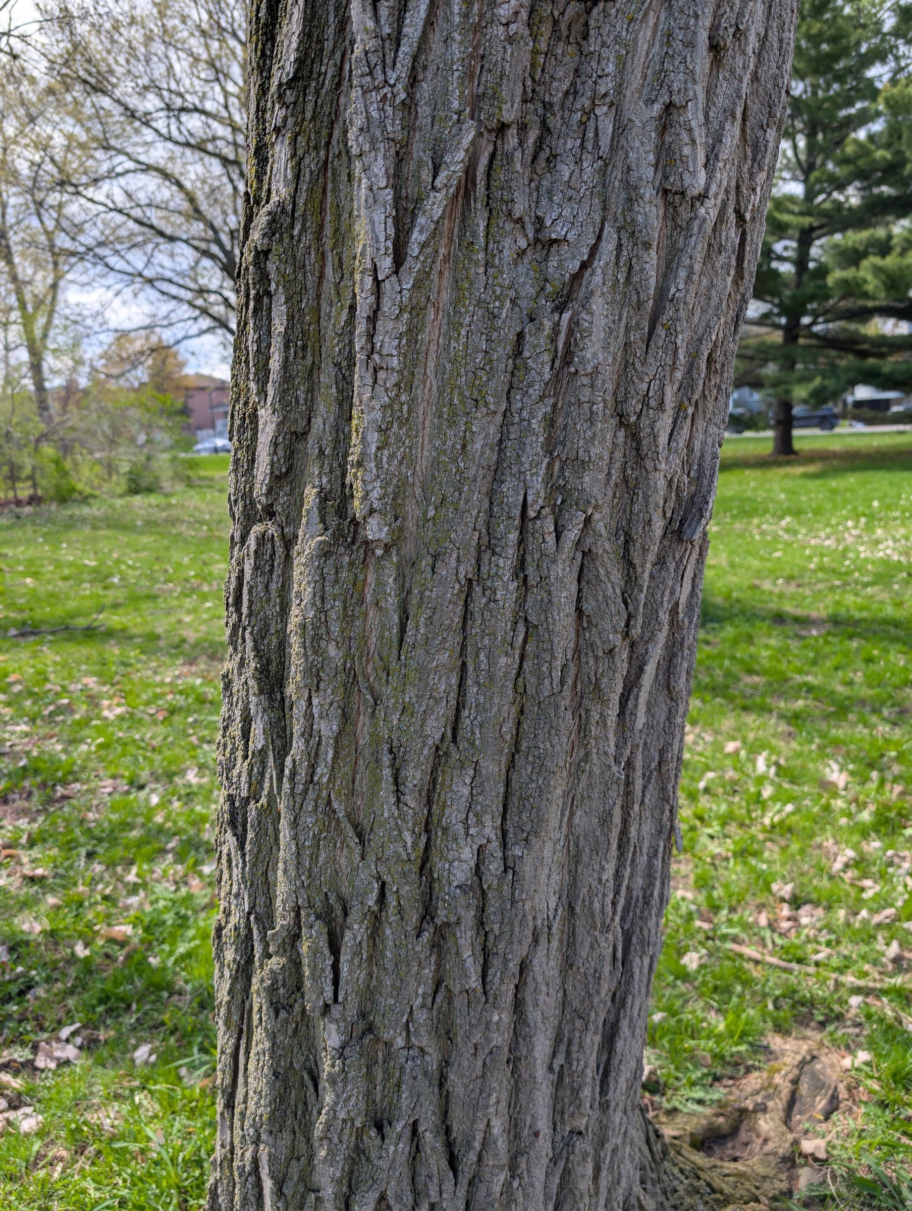 Black Locust / Robinia: Écorce